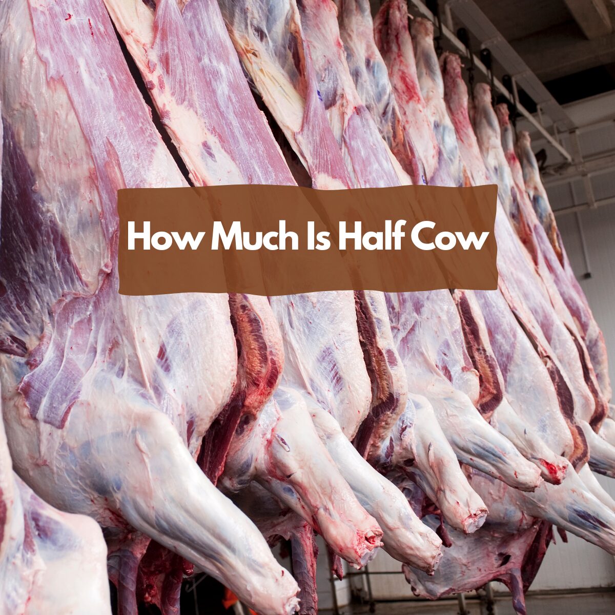 How Much Is Half Cow